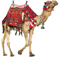 camel