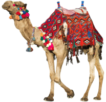 camel